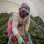 Caporalato nelle serre, denunciato datore di lavoro 25enne
