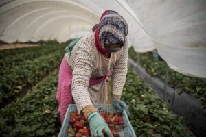 Caporalato nelle serre, denunciato datore di lavoro 25enne