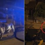Catturato il leone fuggito dal circo