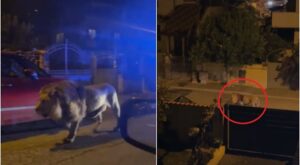 Catturato il leone fuggito dal circo