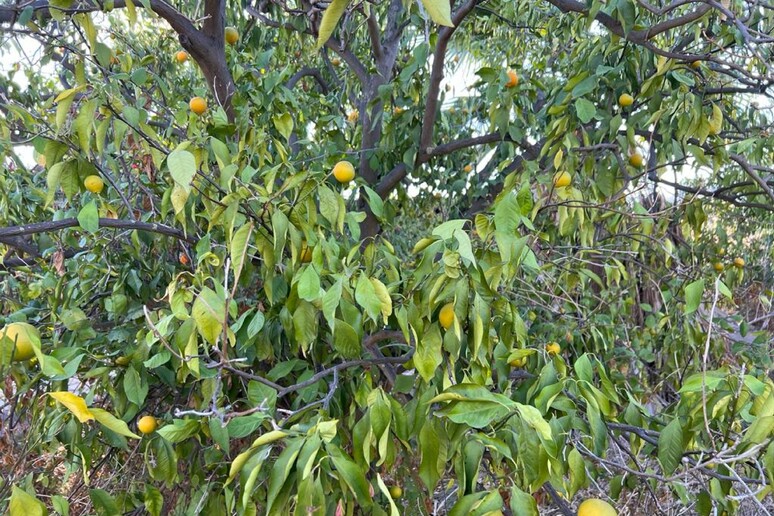 Sicilia: Coldiretti, annata agrumicola preoccupante per siccità 