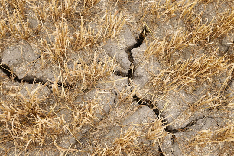 Coldiretti Sicilia, ‘situazione tragica in campagne per siccità 