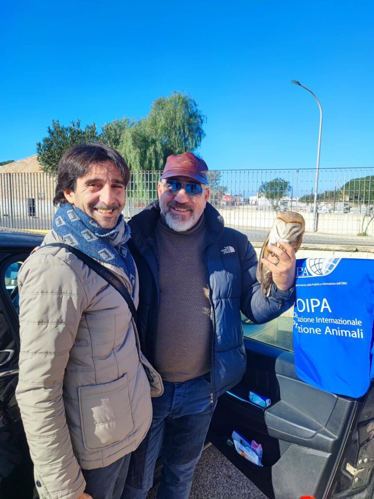 Recuperato un barbagianni a Pozzallo