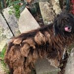 Il cagnolino tenuto in condizioni disumane a Ragusa