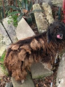 Il cagnolino tenuto in condizioni disumane a Ragusa