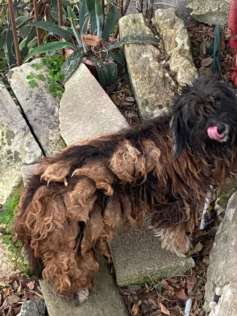 Il cagnolino tenuto in condizioni disumane a Ragusa
