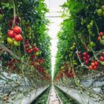 Pomodori riprodotti illegalmente: condanna per agricoltore ragusano