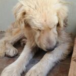 Cane sparato con un fucile da caccia a Comiso