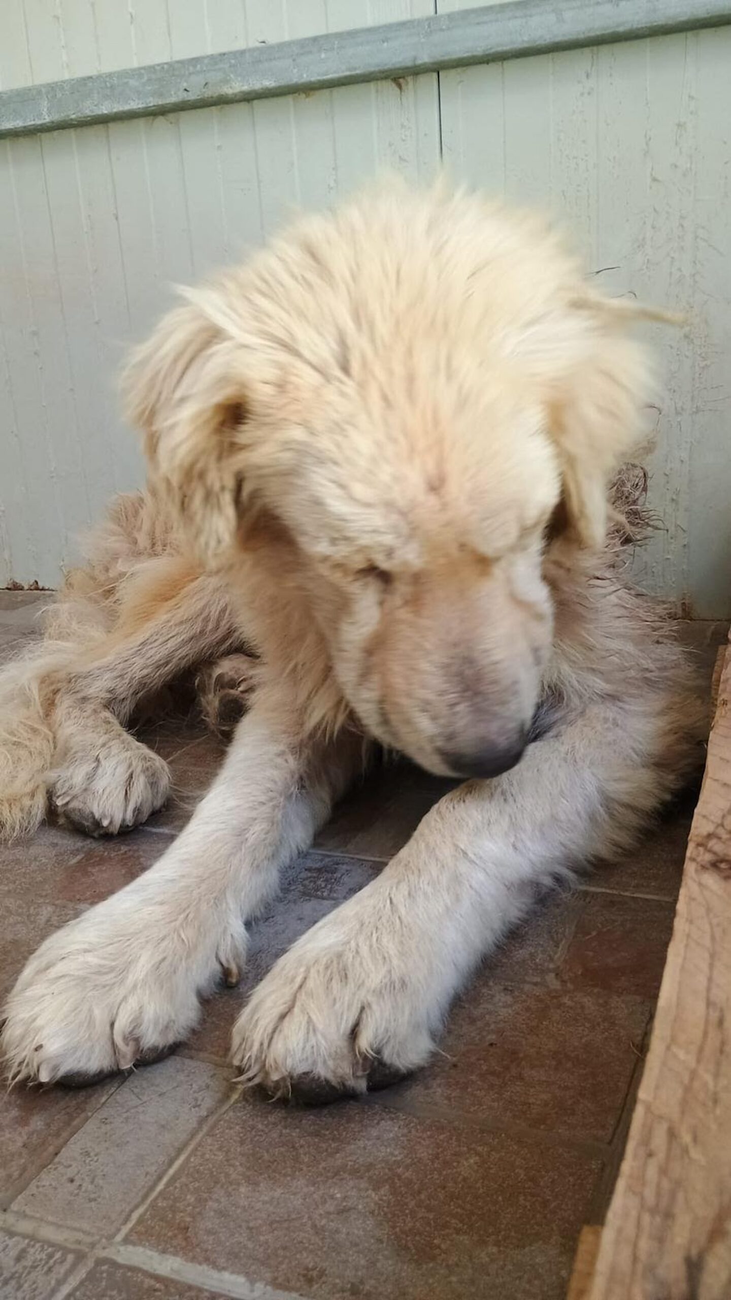 Cane sparato con un fucile da caccia a Comiso