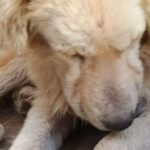 Sta meglio il cagnolino preso a fucilate a Comiso
