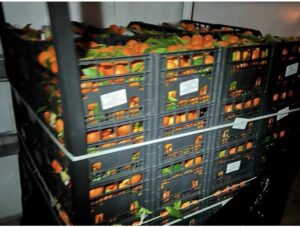 Bloccati a Malta 3 tonnellate di agrumi provenienti da Pozzallo