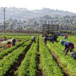 Operazione anti-caporalato, 3 arresti, sequestrati 850