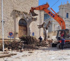 Sui ficus estirpati a Comiso ristabiliamo la verità