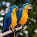 Marito scopre tradimento della moglie grazie all'aiuto dei pappagalli