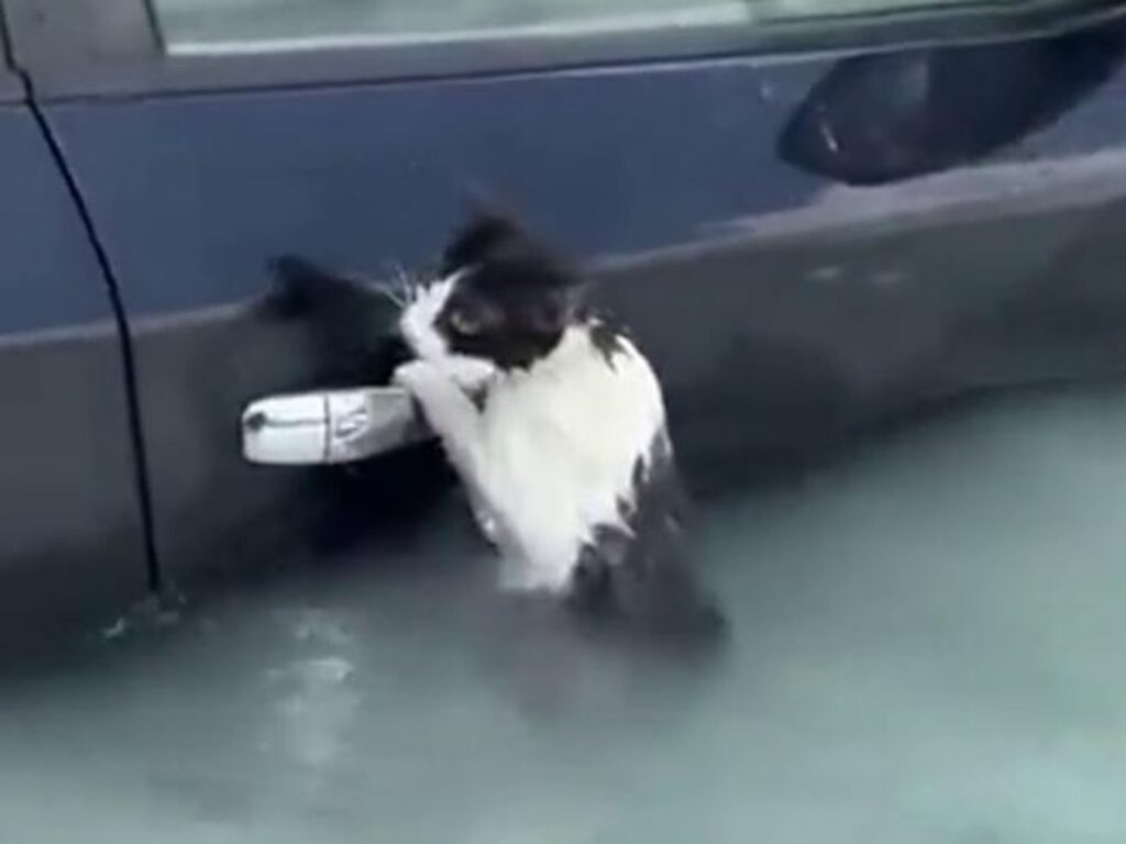 Il gatto aggrappato all&rsquo;auto: salvato dall&rsquo;alluvione