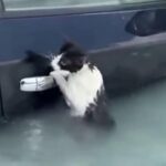 Il gatto aggrappato all&rsquo;auto: salvato dall&rsquo;alluvione