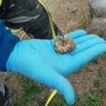 Quattro cani di grossa taglia avvelenati a Comiso