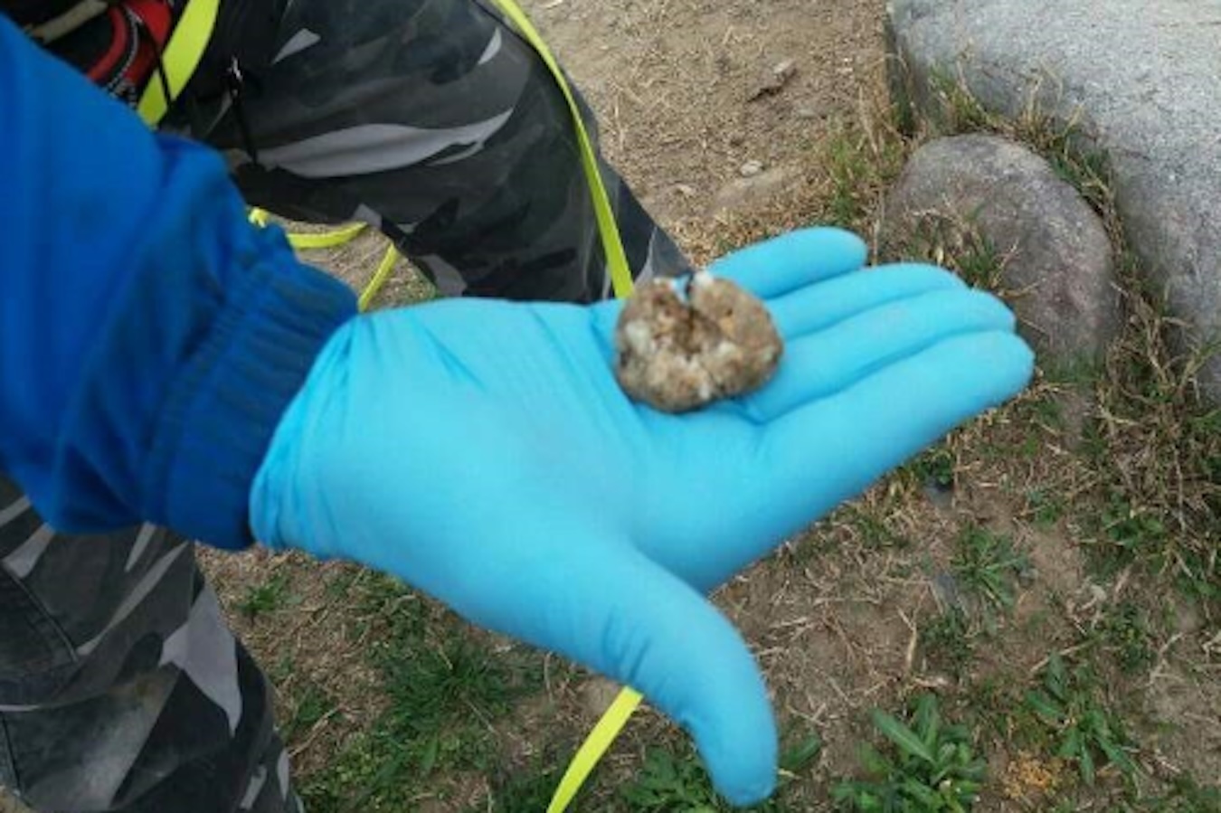 Quattro cani di grossa taglia avvelenati a Comiso