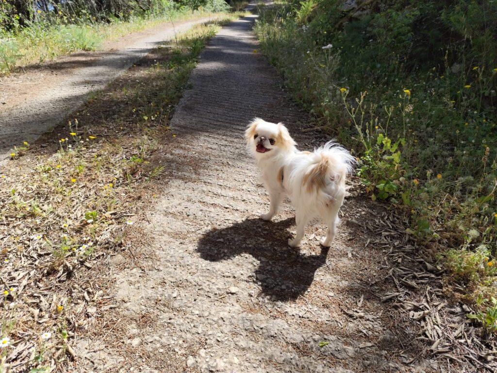 ragusa, ho smarrito la cagnolina, si chiama Luna, aiutatemi