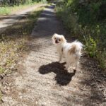 ragusa, ho smarrito la cagnolina, si chiama Luna, aiutatemi