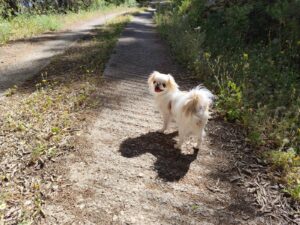 Ragusa, ho smarrito la cagnolina, si chiama Luna, aiutatemi