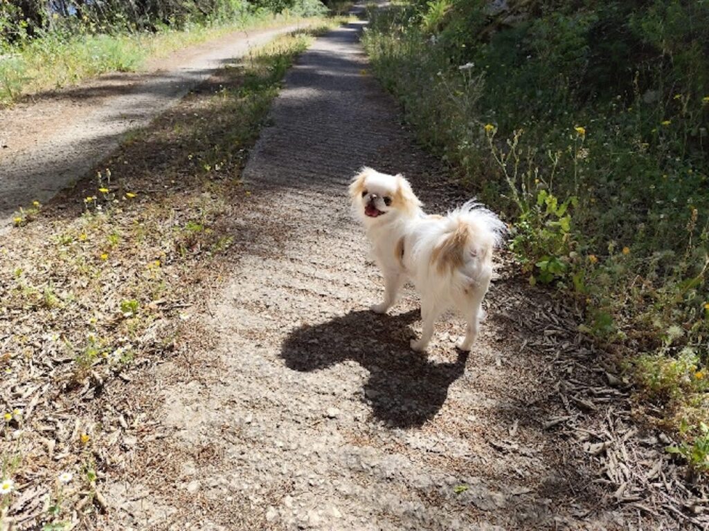Ragusa, la cagnolina Luna &egrave; stata ritrovata