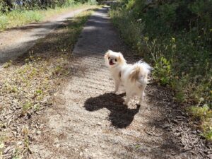 Ragusa, la cagnolina Luna è stata ritrovata