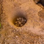 È nel ragusano il secondo nido di Tartaruga caretta caretta in Italia