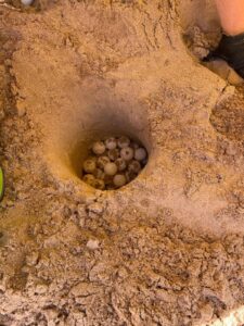 È nel ragusano il secondo nido di Tartaruga caretta caretta in Italia