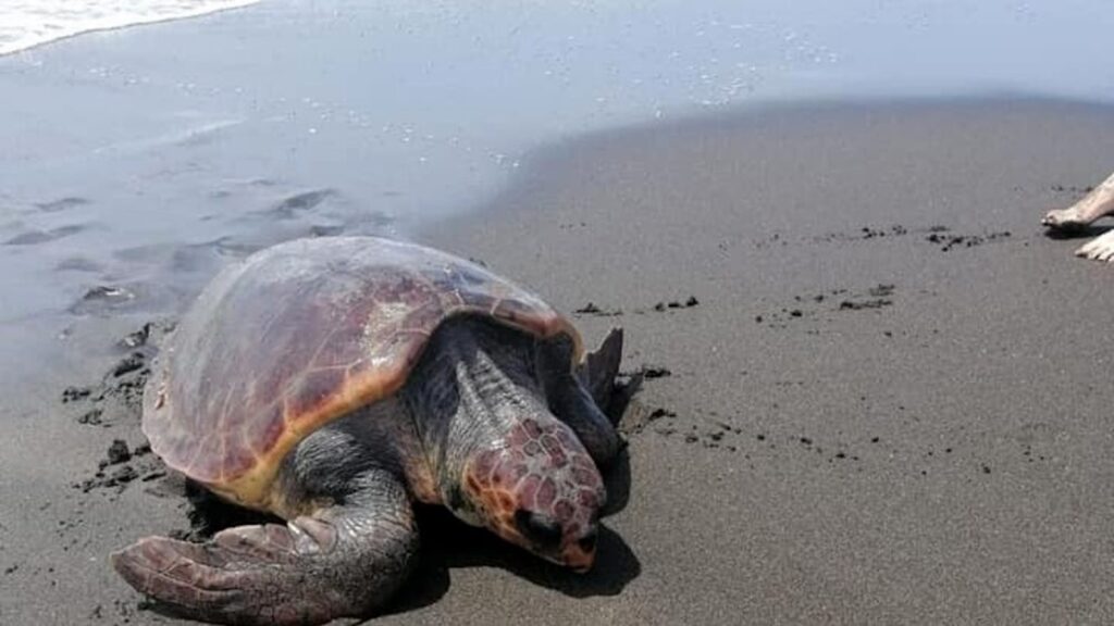 Tartaruga caretta caretta depone uova a Pietrenere, Pozzallo