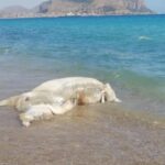 Un vitello morto sulla spiaggia tra lo stupore dei bagnanti