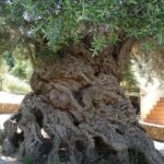 Passeggiata notturna tra gli ulivi Saraceni a Chiaramonte