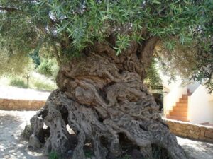 Passeggiata notturna tra gli ulivi Saraceni a Chiaramonte