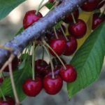 A Sant&rsquo;Alfio la sagra della ciliegia dell&rsquo;Etna
