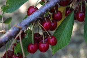 A Sant’Alfio la sagra della ciliegia dell’Etna