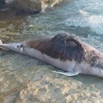 È spiaggiato un delfino a Cava d'Aliga