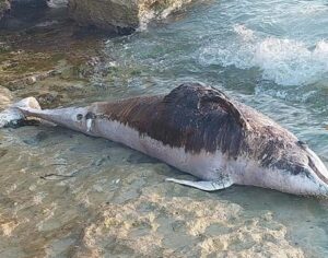È spiaggiato un delfino a Cava d'Aliga