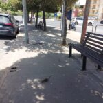 Gli incontri ravvicinati del terzo tipo coi topi in via Paestum a Ragusa
