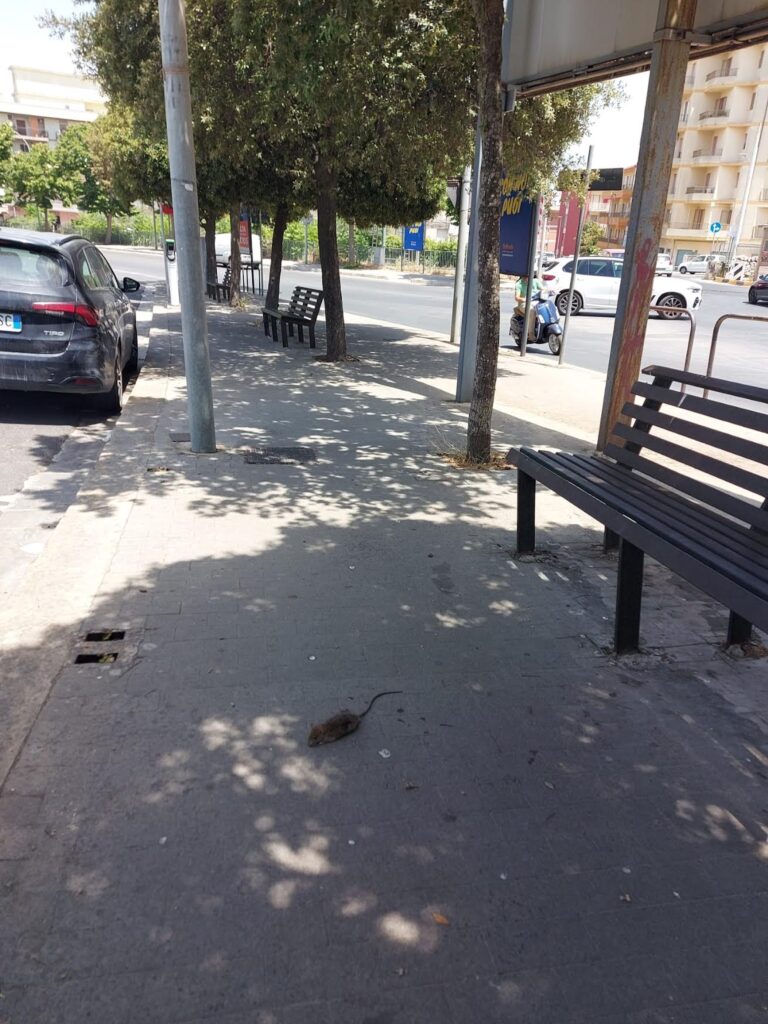 Gli incontri ravvicinati del terzo tipo coi topi in via Paestum a Ragusa