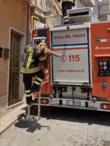 Modica, cane abbandonato senza acqua sul balcone, salvato da pompieri