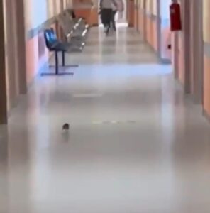Disposta la derattizzazione all'ospedale di Modica