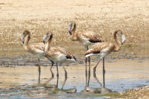 La riserva “Pantani Cuba e Longarini” sotto attacco dei piromani