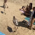 Fenicotteri in spiaggia tra i bagnanti in viale Kennedy