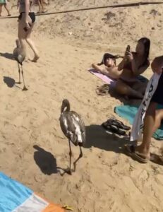 Fenicotteri in spiaggia tra i bagnanti in viale Kennedy