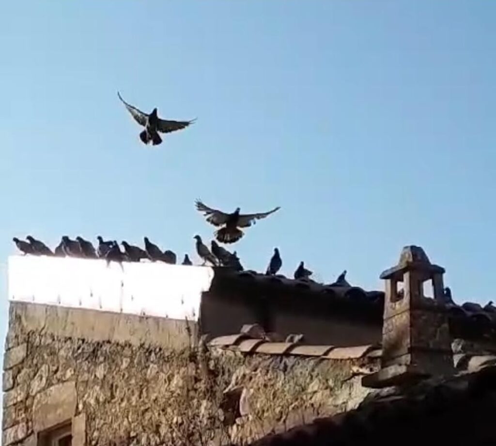 Chi d&agrave; a mangiare a piccioni e colombi in via Elia a Ragusa?