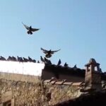 Chi d&agrave; a mangiare a piccioni e colombi in via Elia a Ragusa?