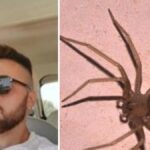 Giuseppe Russo morto per il morso di un ragno violino a 23 anni