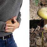 Funghi velenosi, cinque intossicati in due giorni nel Catanese