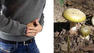 Funghi velenosi, cinque intossicati in due giorni nel Catanese
