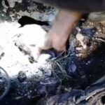 Scicli, i pompieri salvano una cagnolina caduta in un pozzo
